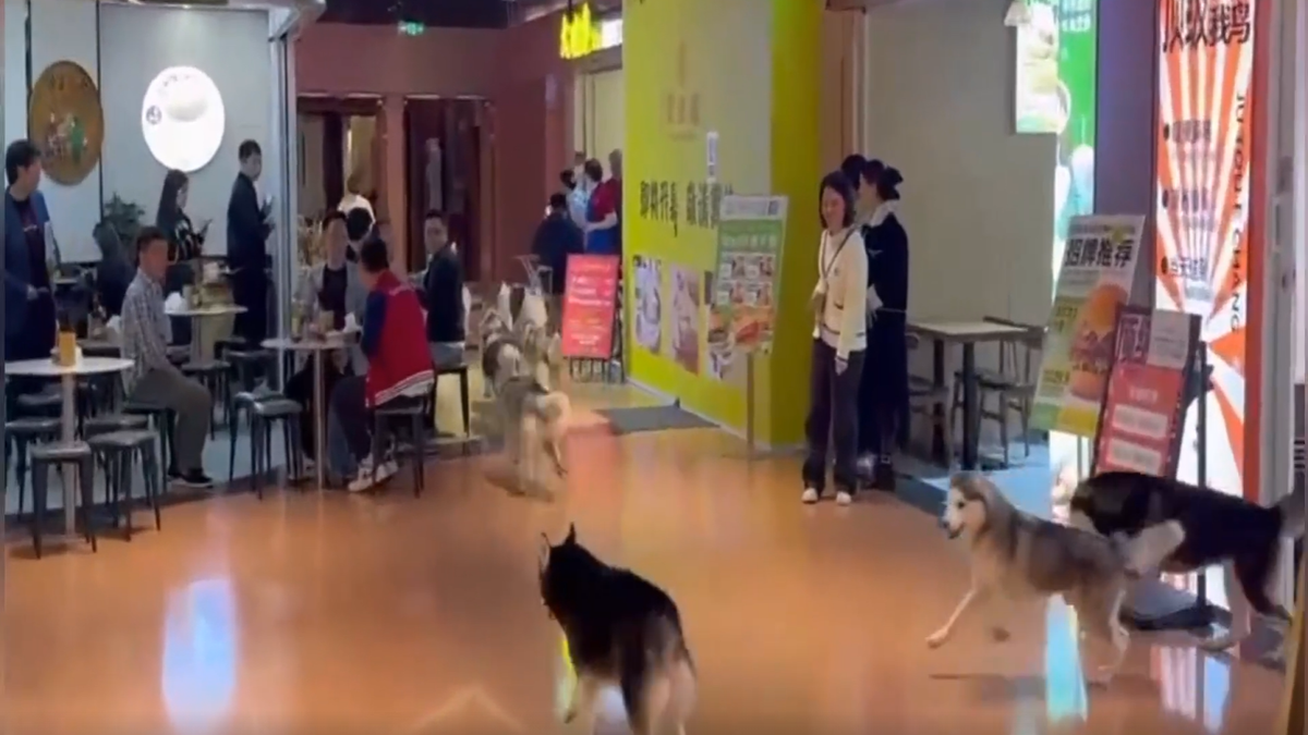 Pet cafe escape